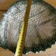 Empty Pocket / Basket / Ceramic Dish Barbotine Cabbage Leaf signed GV