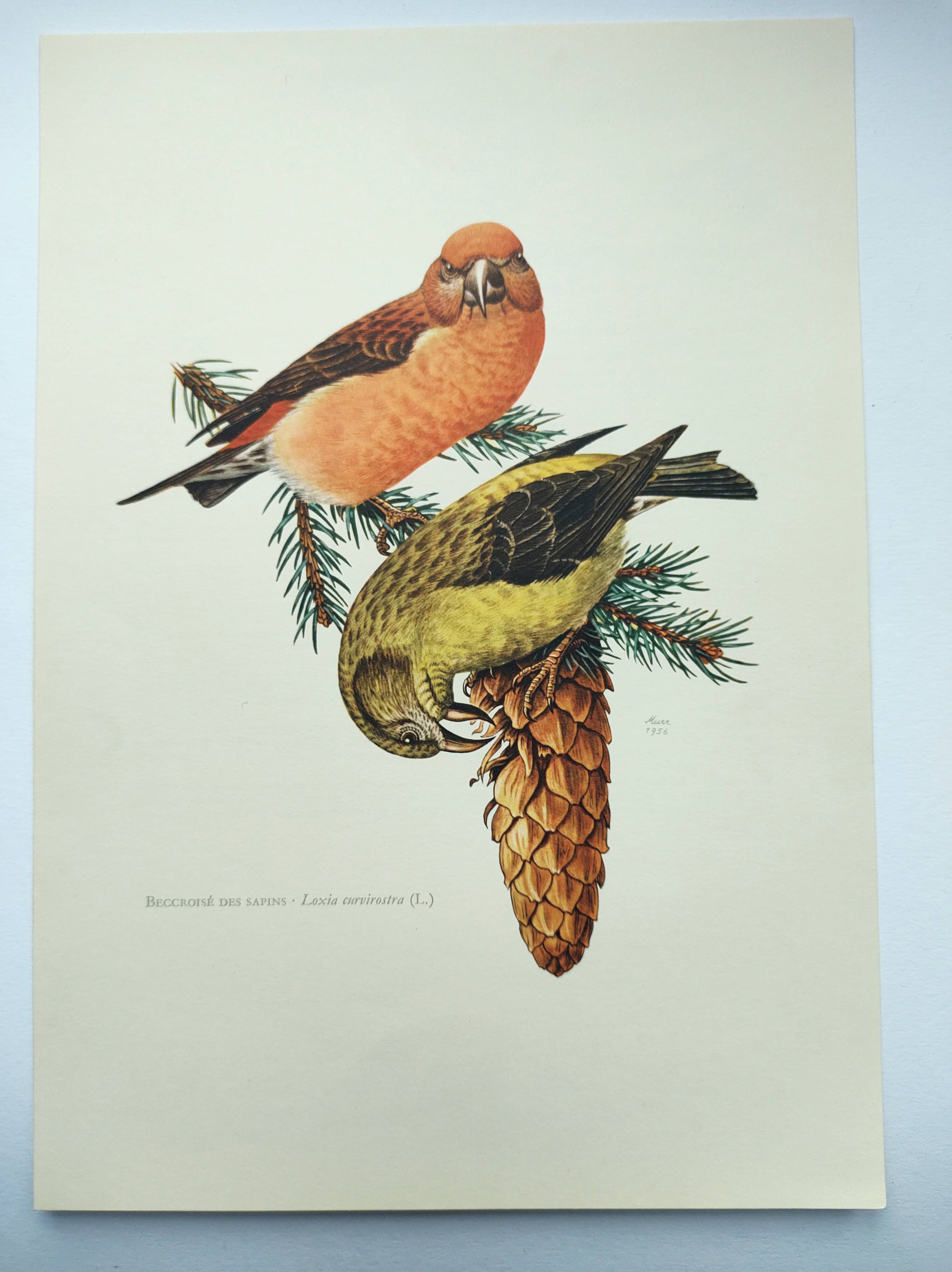 Old bird plate from the 1960s - Red Crossbill - Animal zoological illustration