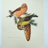 Old bird plate from the 1960s - Red Crossbill - Animal zoological illustration