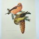 Old bird plate from the 1960s - Red Crossbill - Animal zoological illustration