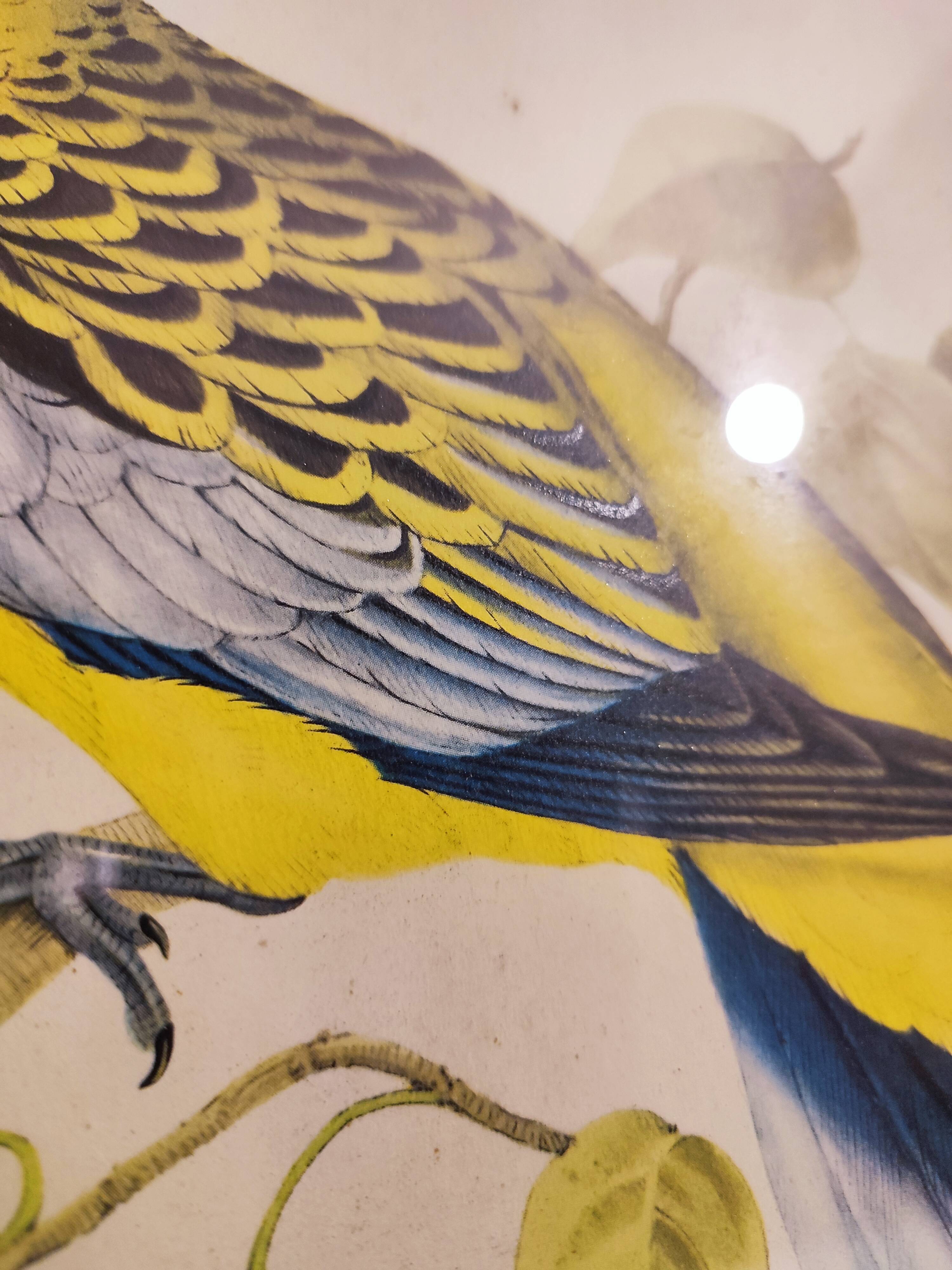 Gould Lithograph Enhanced Hand Parakeet