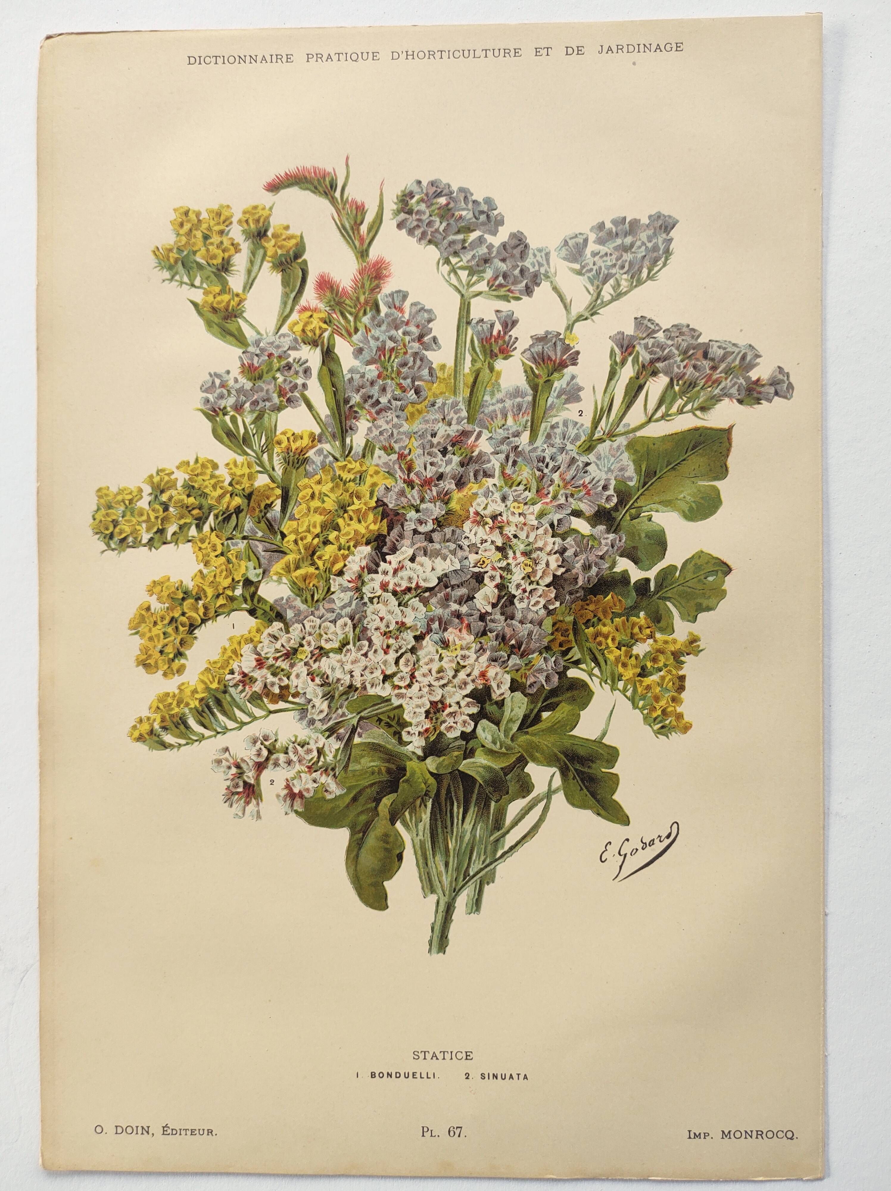 Old flower engraving 1899 - Statice - Vintage botanical print