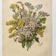Old flower engraving 1899 - Statice - Vintage botanical print