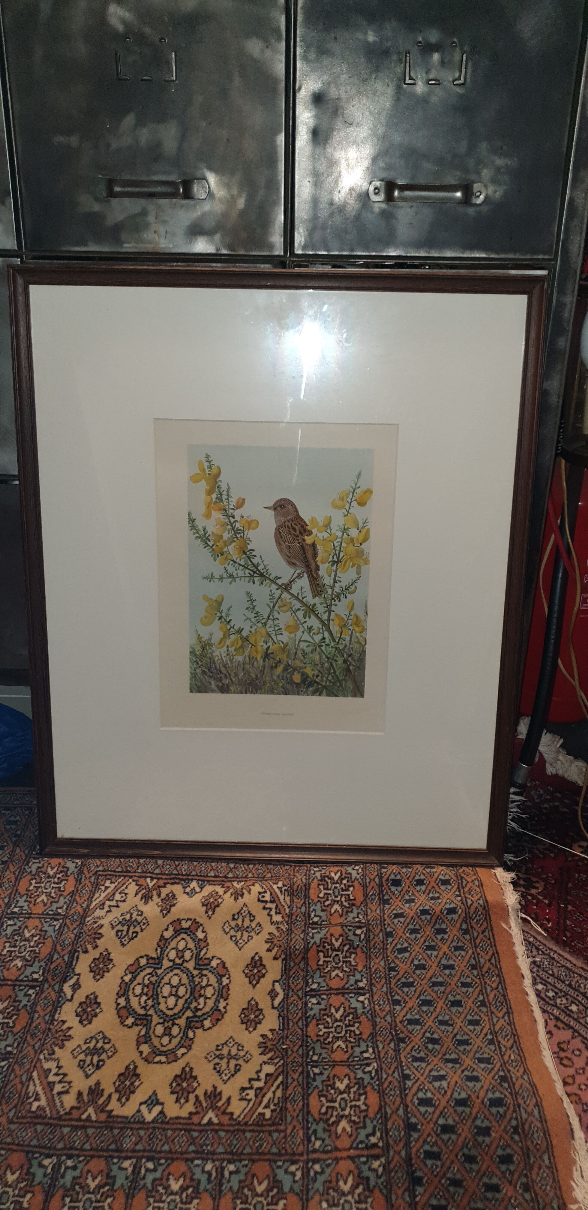 Ornithological engraving