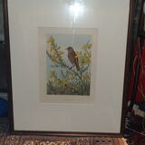 Ornithological engraving