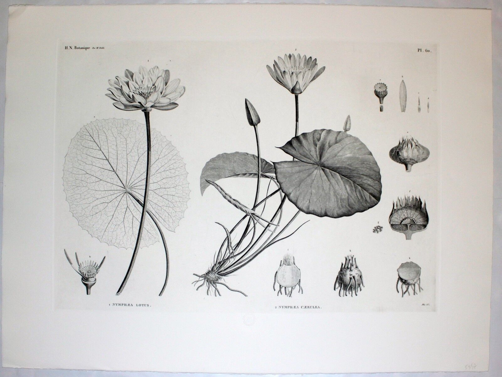 Gravure fleur - planche original de la "chalcographie du louvre" 1800 - lotus nymphæa