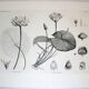 Gravure fleur - planche original de la "chalcographie du louvre" 1800 - lotus nymphæa
