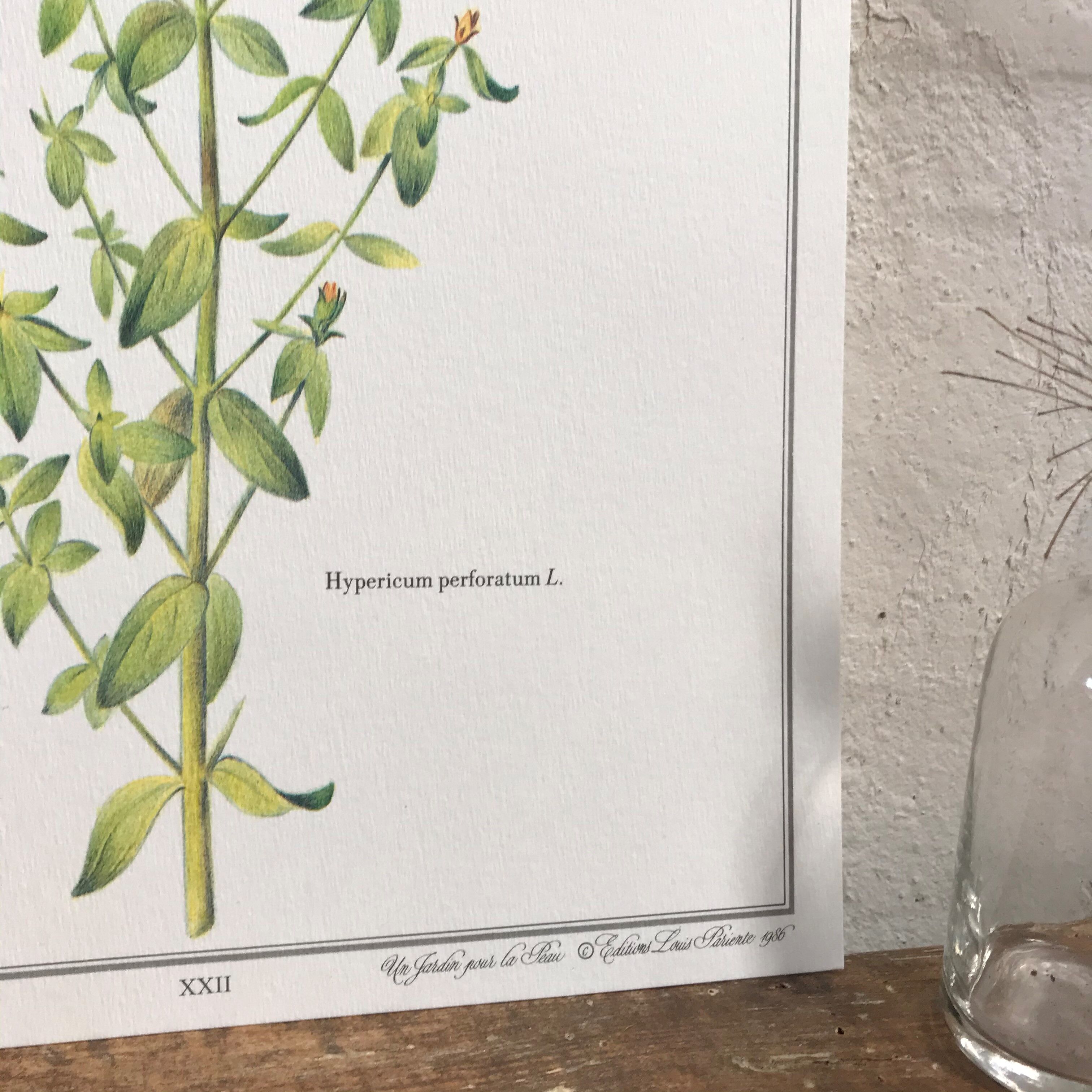 Botanical plank the Millepertuis