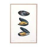 Charlie, Alba and Simone, the 3 mussels