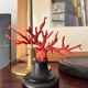Red coral branch red coral natural history cabinet of curiosities