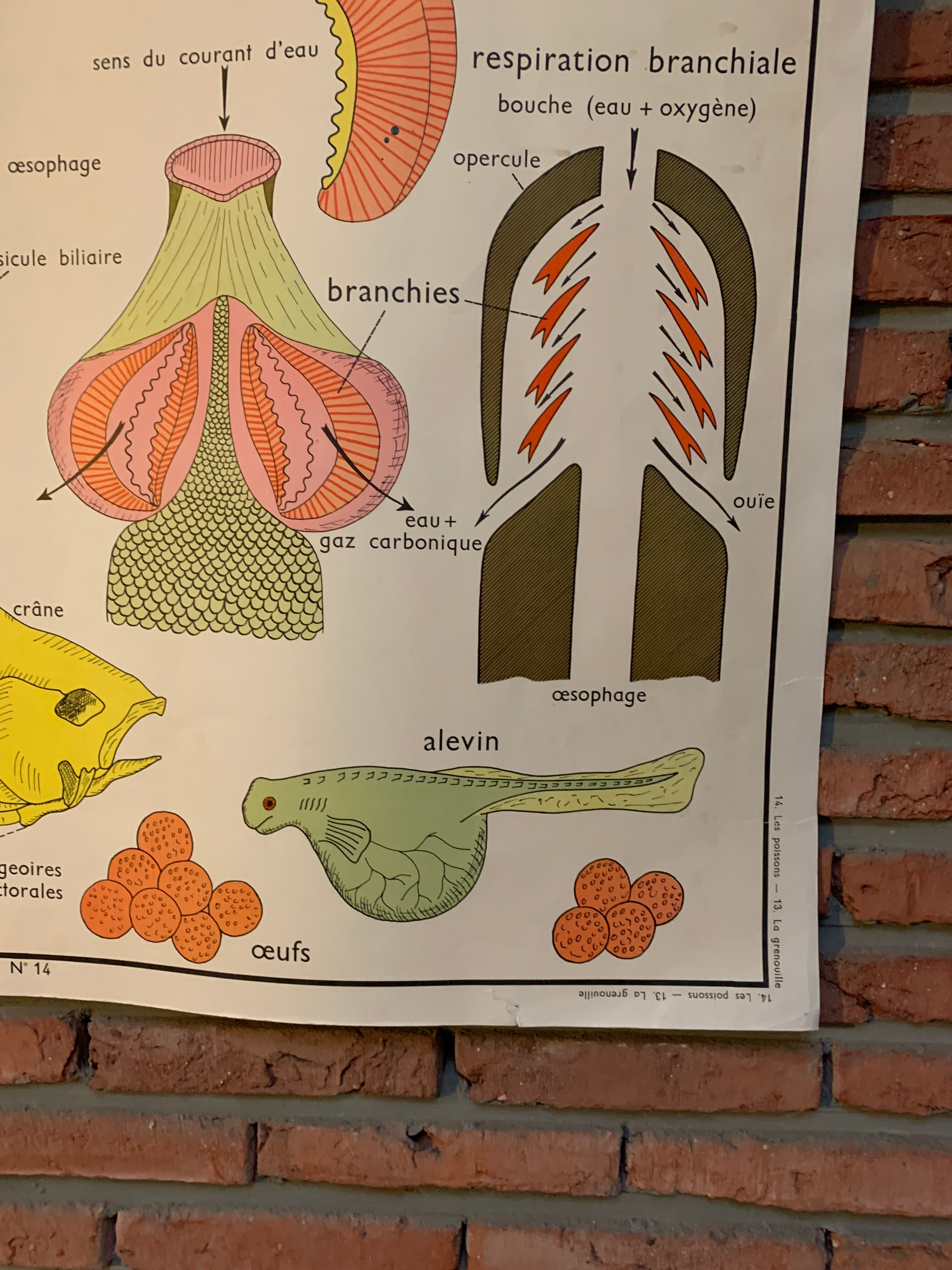 Poster The Frog and The Perch