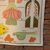 Poster The Frog and The Perch