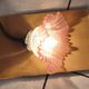 Applique col de cygne tulipe en verre rose filigrane