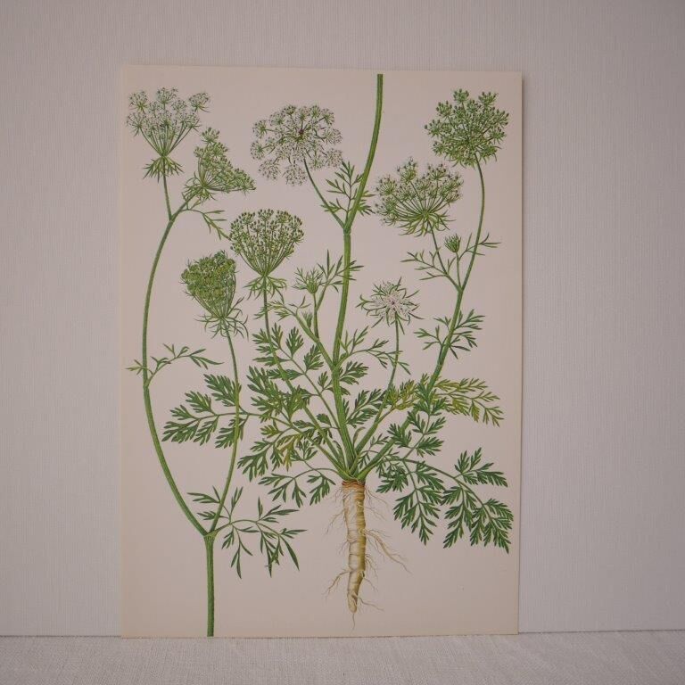 Planche botanique carotte