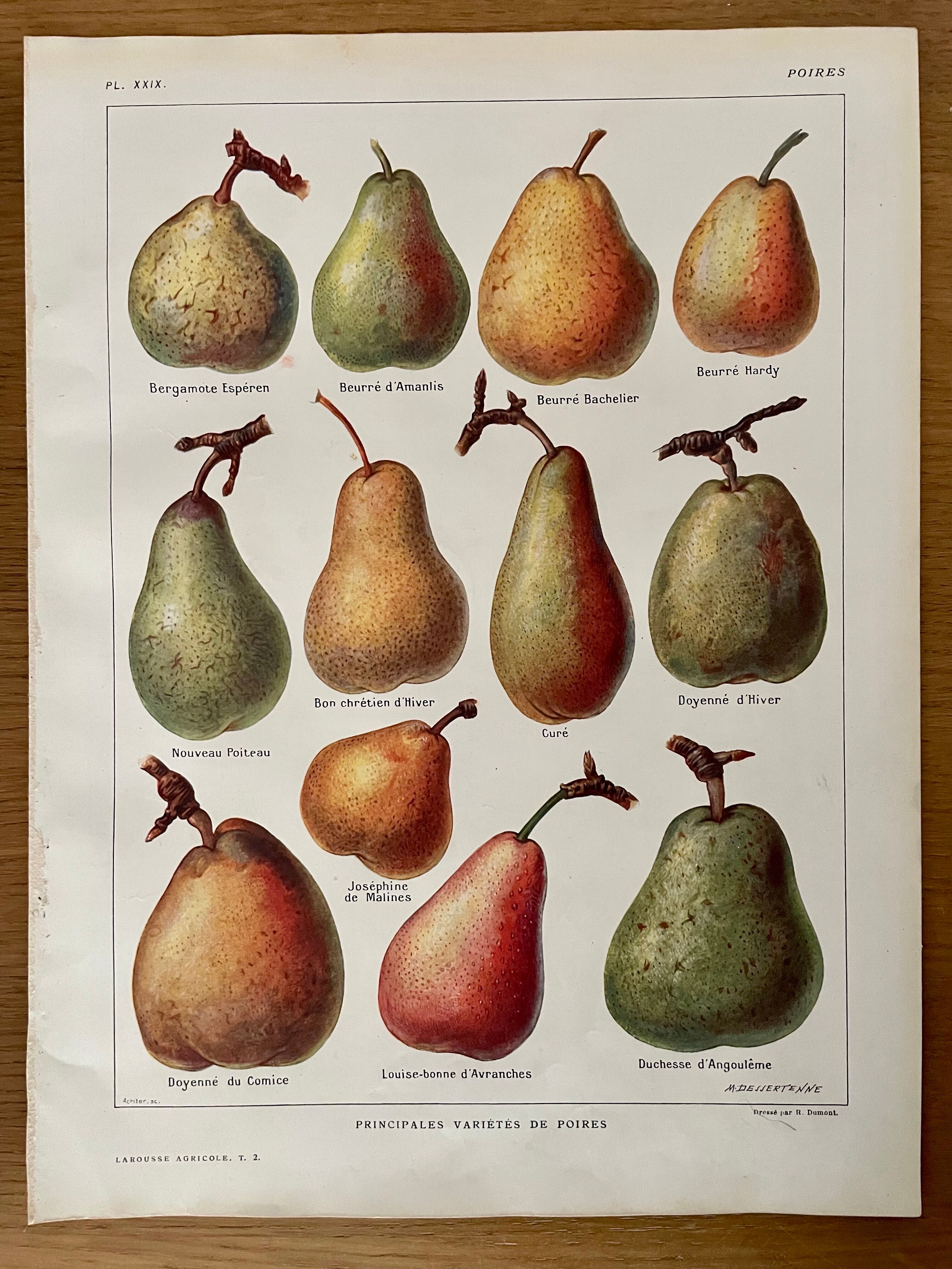 Lithograph on pears from 1921