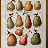Lithograph on pears from 1921