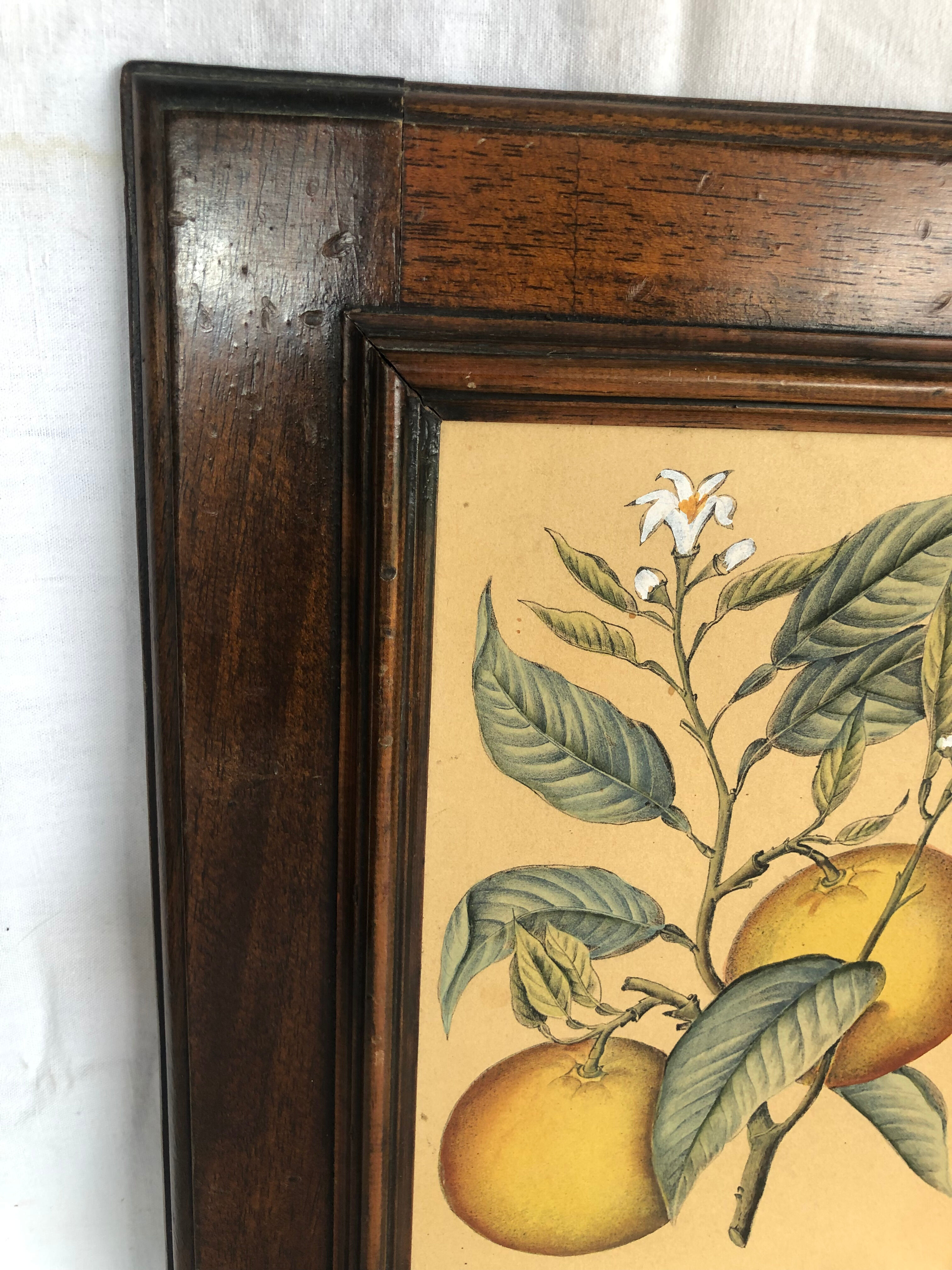 Framed botanical drawing