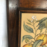 Framed botanical drawing