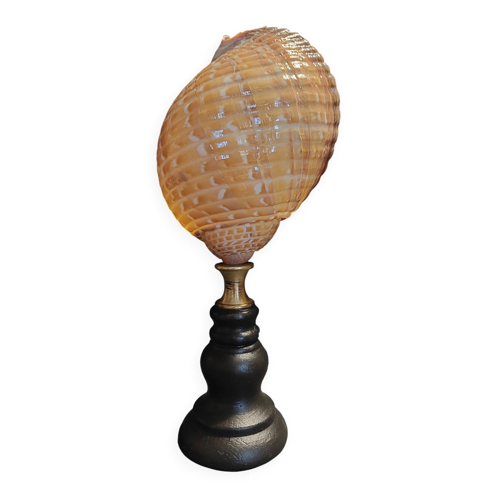 Cabinet of Curiosities shell tonna perdix on a base
