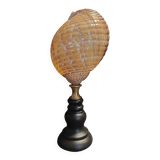 Cabinet of Curiosities shell tonna perdix on a base