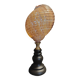 Cabinet of Curiosities shell tonna perdix on a base