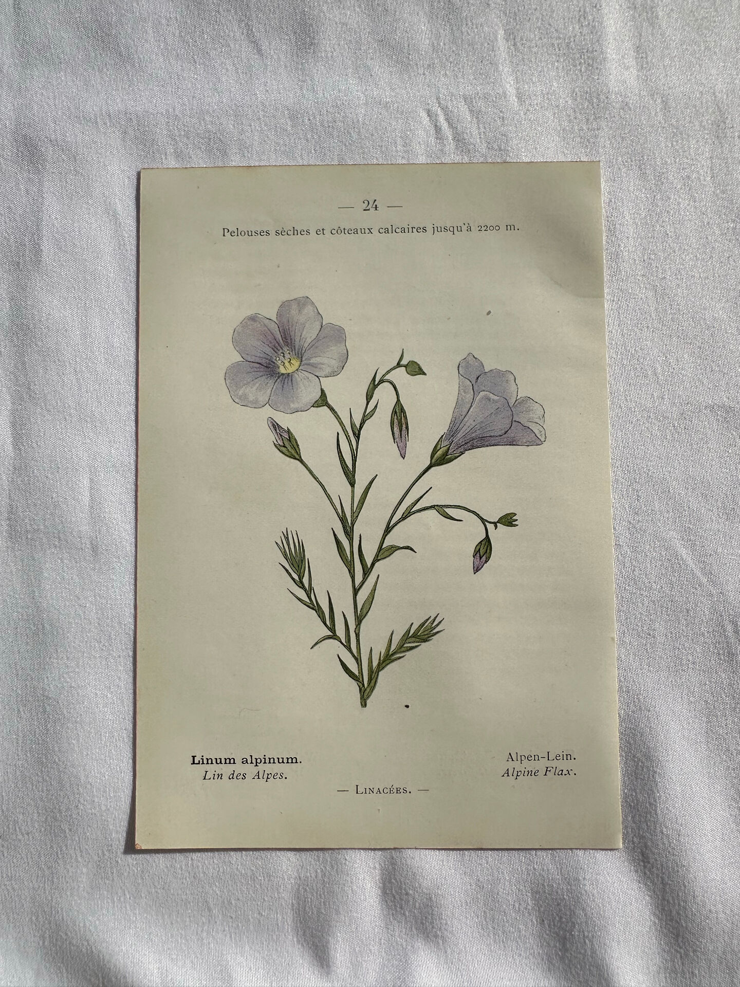 Naturalist Plate – 19th Century Botanical Engraving, Double-Sided