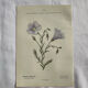Naturalist Plate – 19th Century Botanical Engraving, Double-Sided