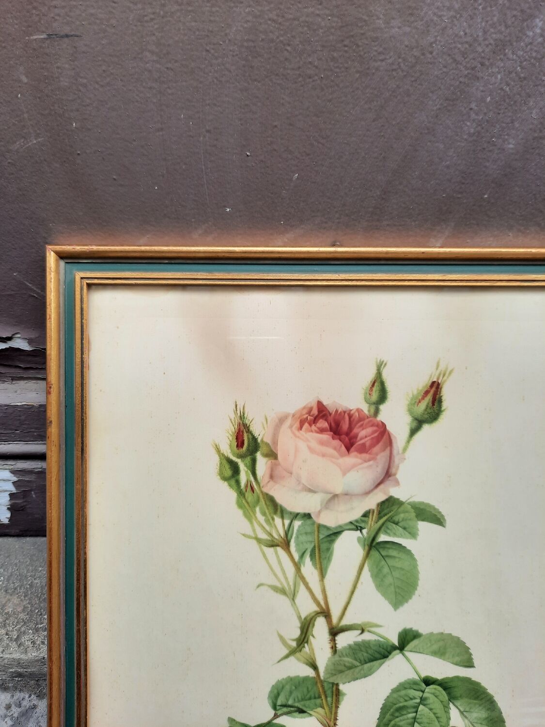 Framed botanical plate