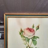 Framed botanical plate