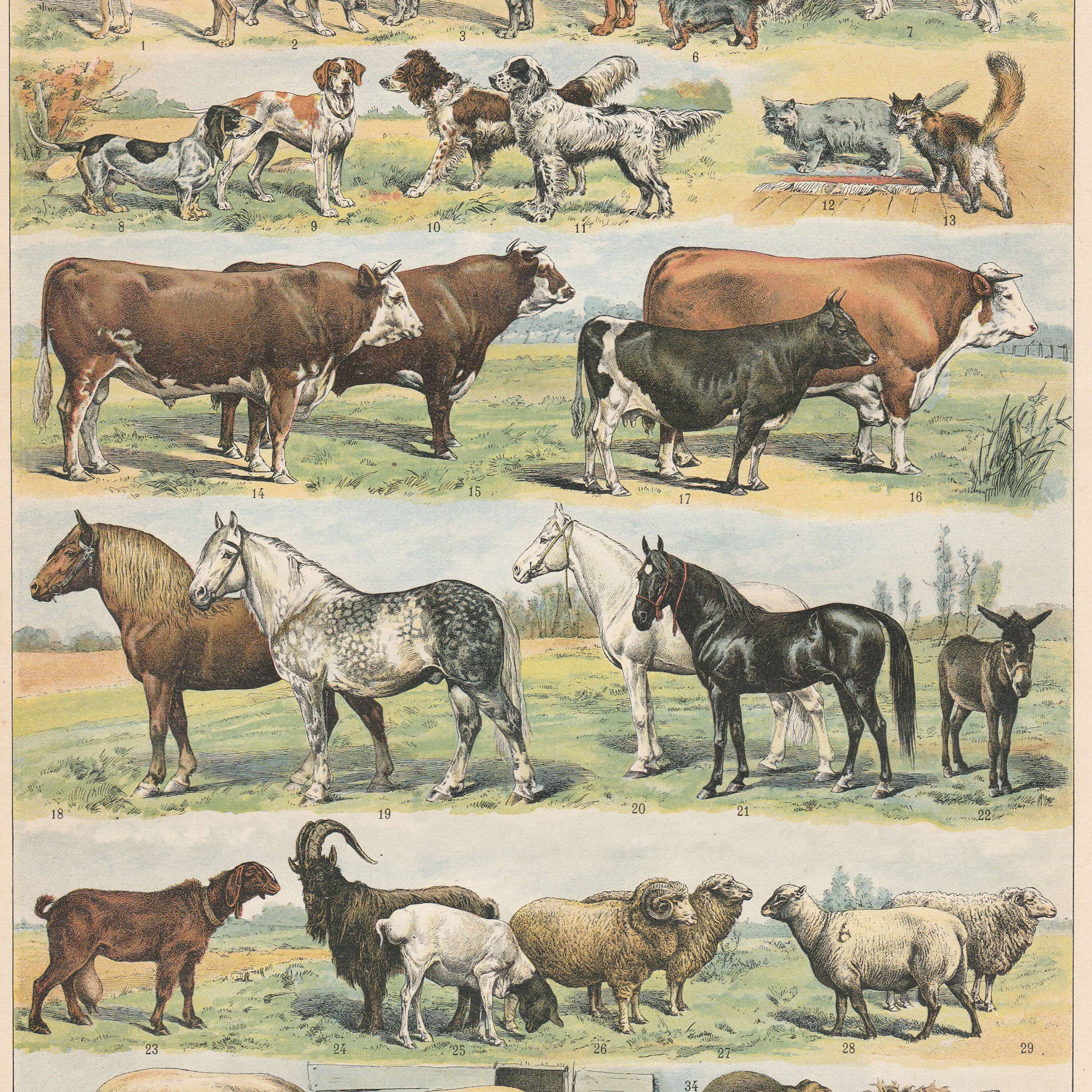 Planche ancienne sur les mammifères, 1897