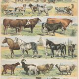 Planche ancienne sur les mammifères, 1897