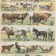 Planche ancienne sur les mammifères, 1897