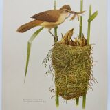 Old bird plate from the 1960s - Great Reed Warbler - Natural zoology illustration