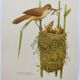 Old bird plate from the 1960s - Great Reed Warbler - Natural zoology illustration