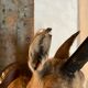 Chamois Hunting Trophy