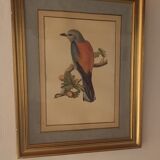 Bird engraving