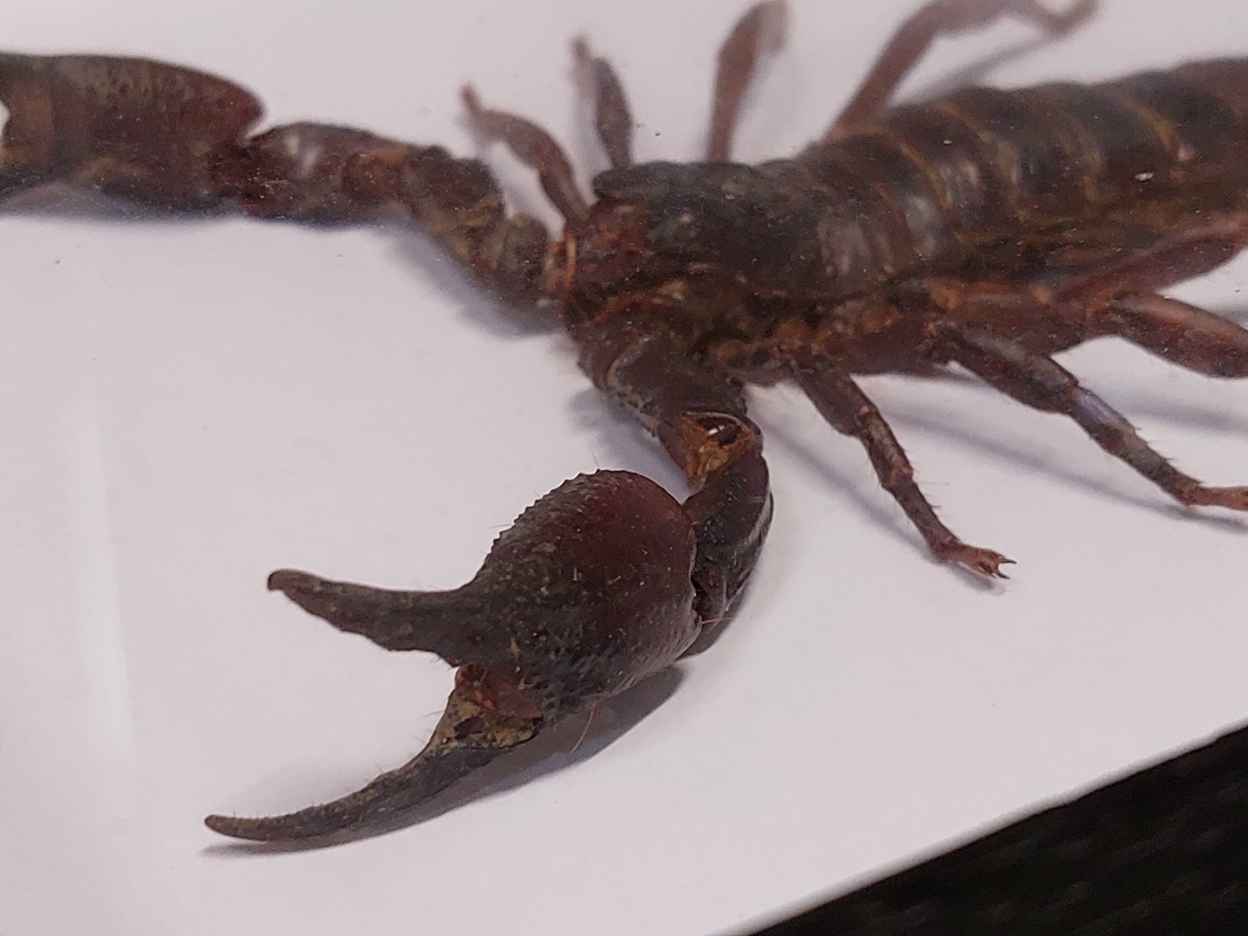 Scorpion stuffed under glass