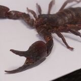 Scorpion stuffed under glass