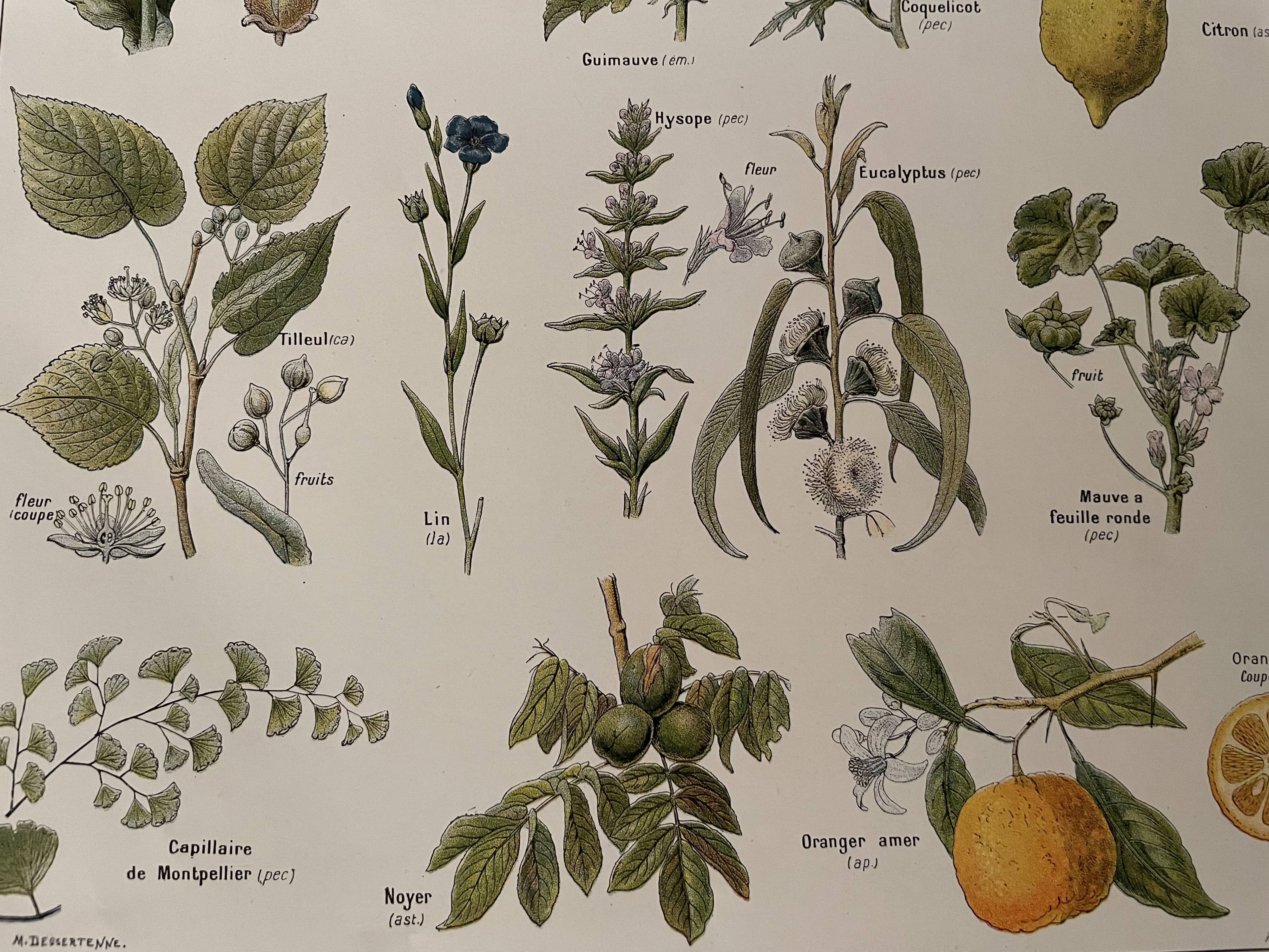 Lithographie plantes médicinales de 1921 (XXIV)