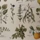 Lithographie plantes médicinales de 1921 (XXIV)
