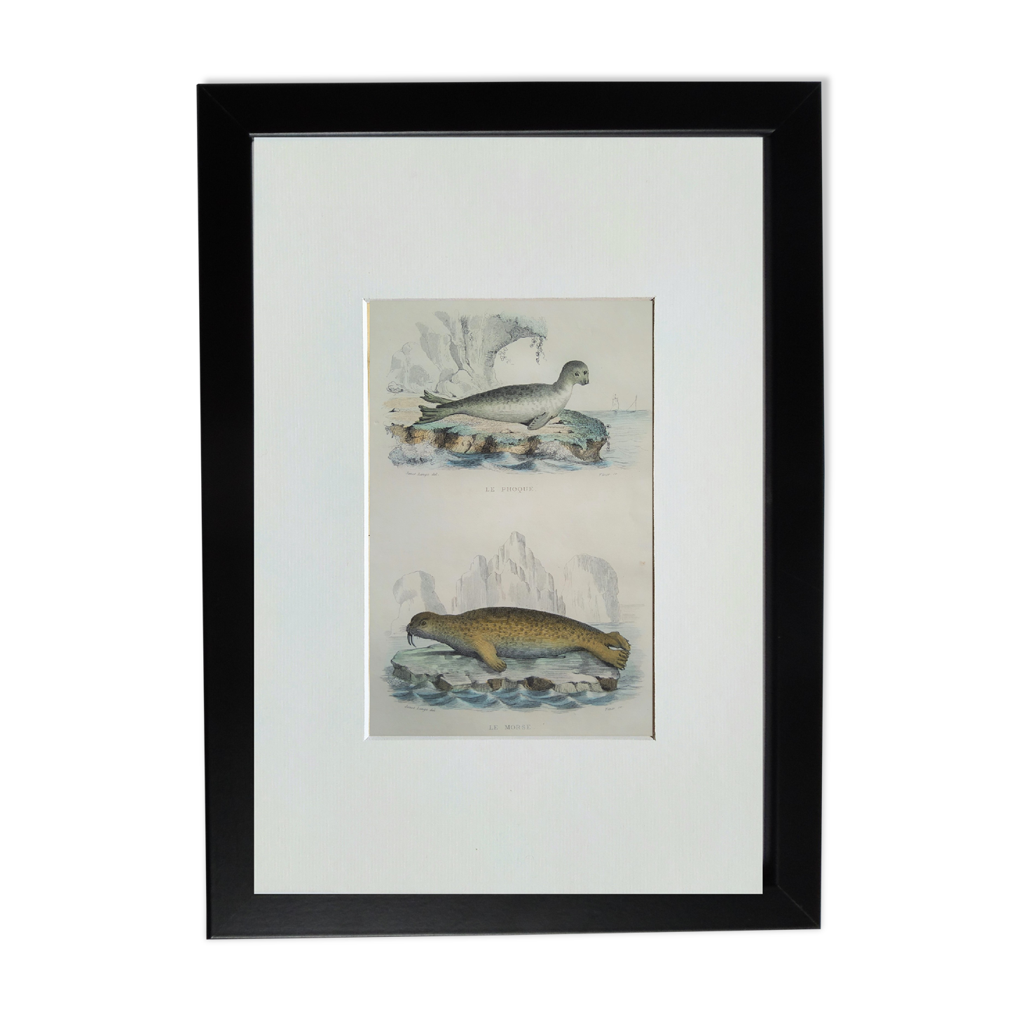 Original zoological board " seal & morse " - buffon 1840