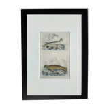 Original zoological board " seal & morse " - buffon 1840