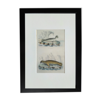 Original zoological board " seal & morse " - buffon 1840