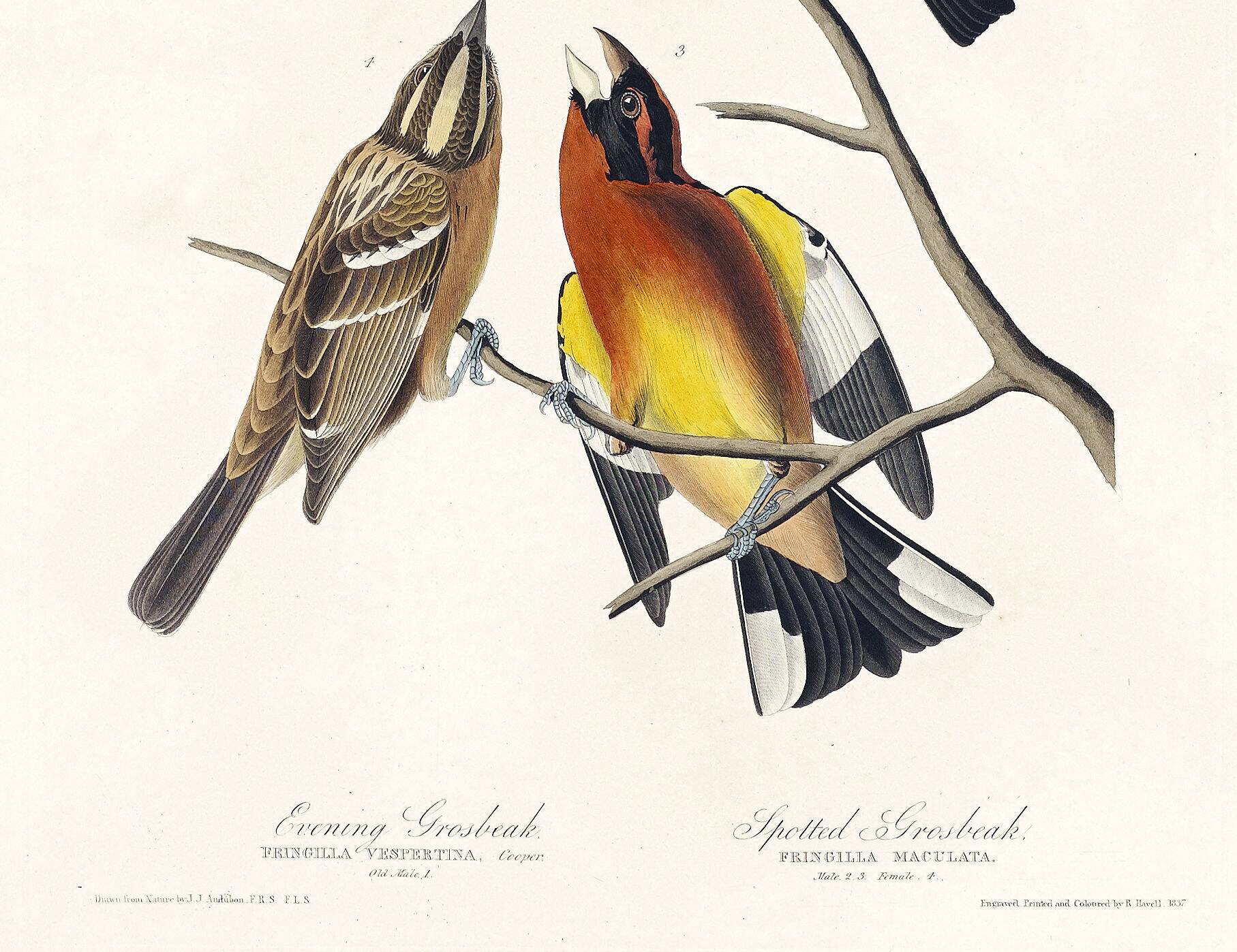 Poster about grosbeaks, based on an old engraving from 1827.