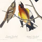 Poster about grosbeaks, based on an old engraving from 1827.