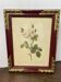 Botanical poster, framed Moss Rose