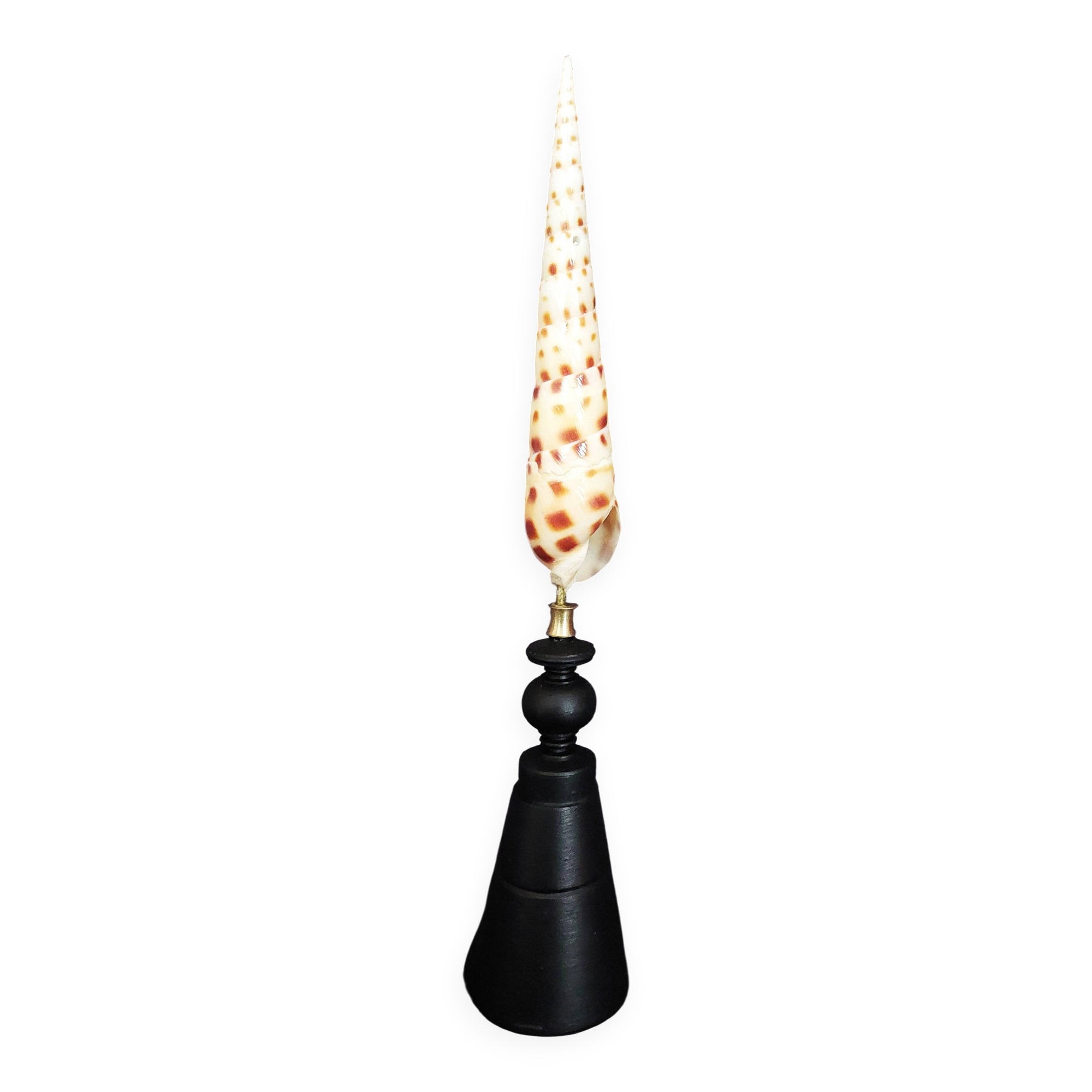 Cabinet of Curiosities: Oxymeris areolata seashell on a pedestal