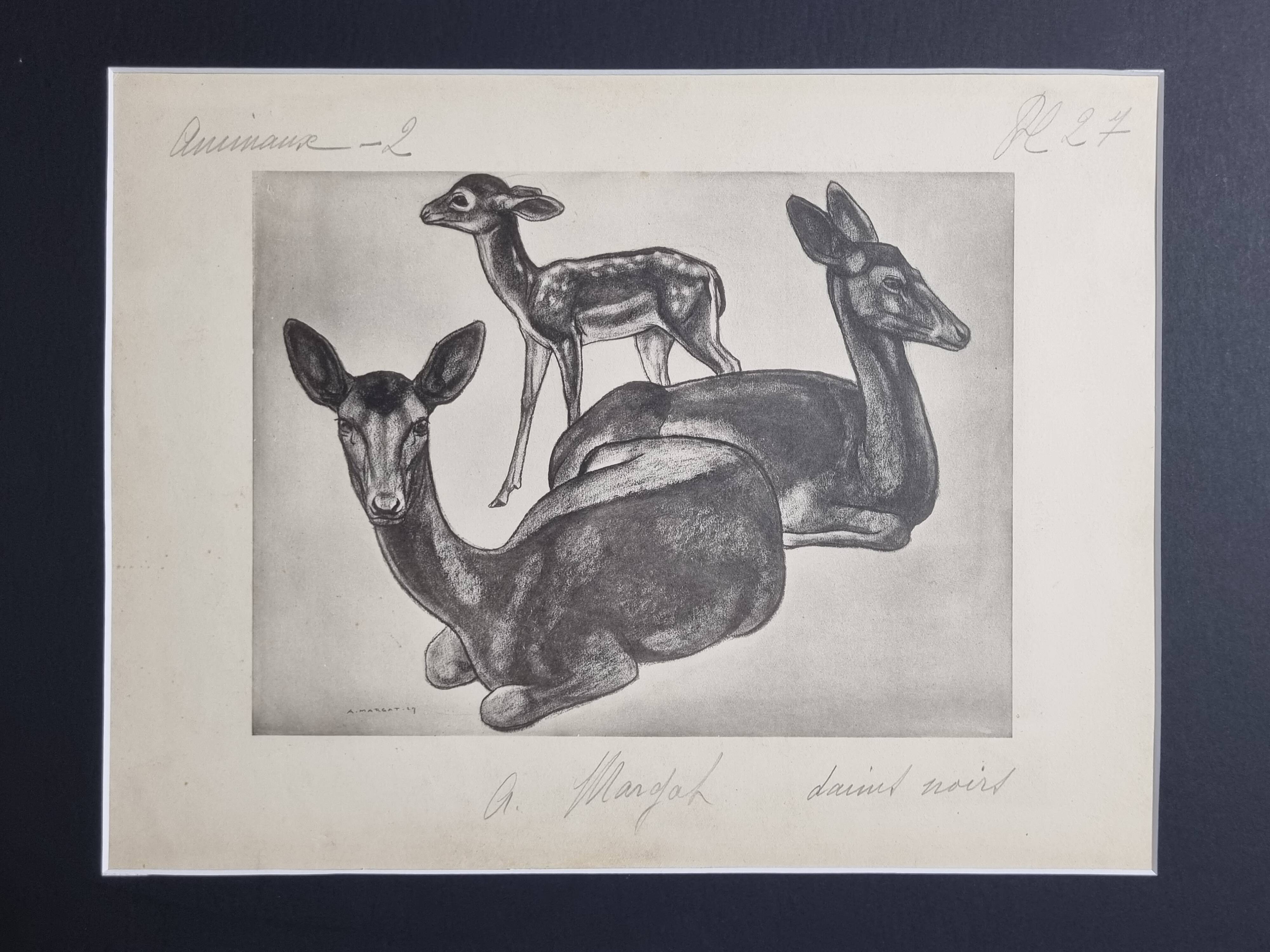 Illustrated plate, Studies of Black Fallow Deer, Signed André Margat, 1930-1950