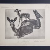 Planche illustrée, Études de Daims noirs, Signée André Margat, 1930-1950