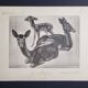 Illustrated plate, Studies of Black Fallow Deer, Signed André Margat, 1930-1950